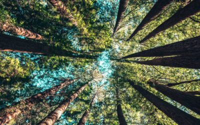Semana Laudato si: uma reflexão de Luísa Ribeiro Ferreira