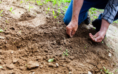 Ser boa terra, cuidar do próprio terreno – isso ninguém fará por nós… nem Deus