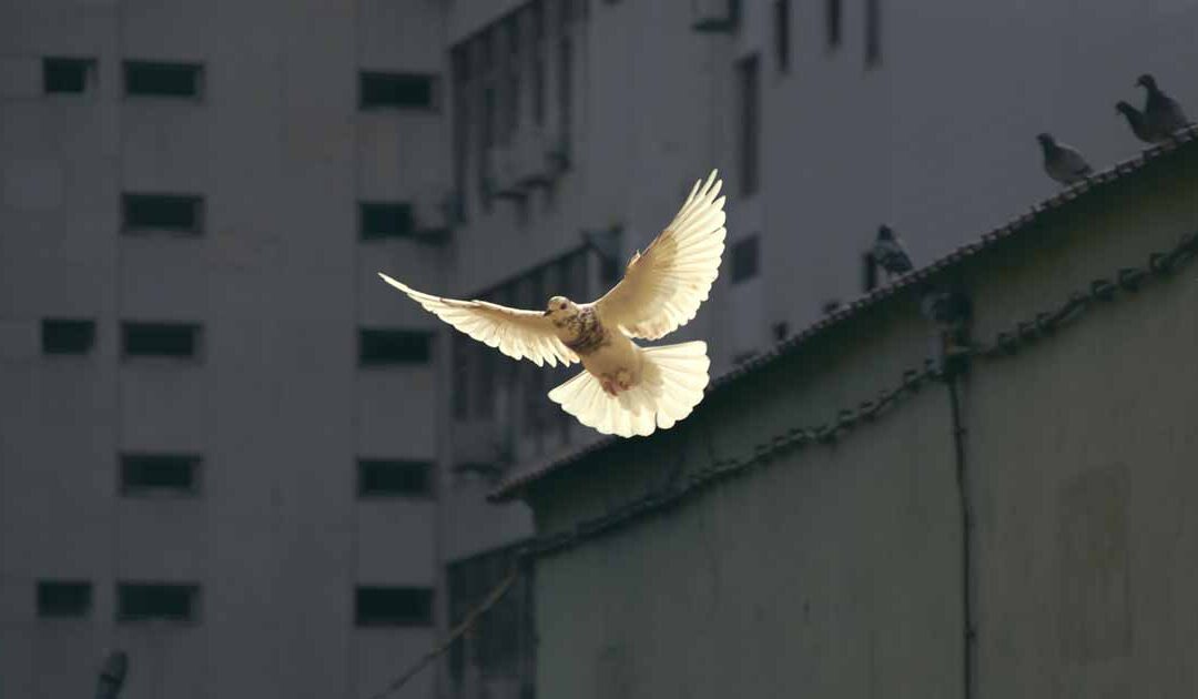 “Se a paz é possível, ela é obrigatória” (Paulo VI)