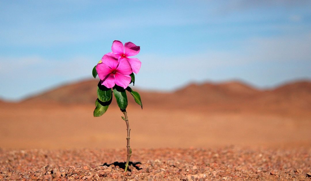 Celebração Penitencial em tempo de Advento