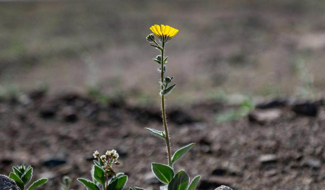 Celebração Penitencial – «Onde abundou o pecado, superabundou a graça»