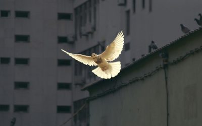 Oração pela Paz – Capela do Rato, 11 de abril, 19h